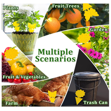 Load image into Gallery viewer, 48-Pack Fruit Fly &amp; Gnat Sticky Traps – Indoor + Outdoor Pest Control